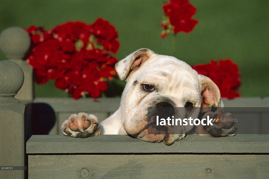 Bulldog Inglés (Canis familiaris) retrato de perrito