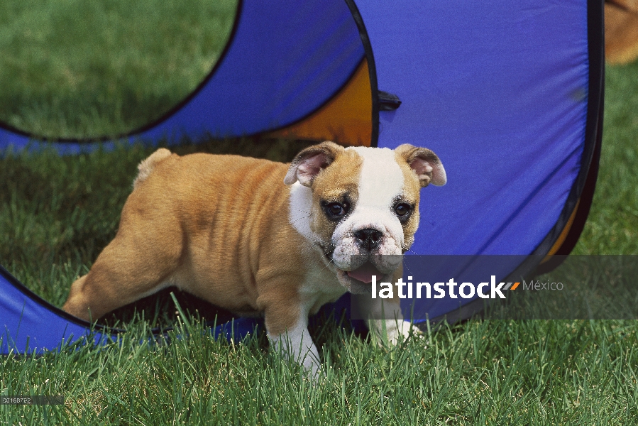 Cachorro de Bulldog Inglés (Canis familiaris) jugando