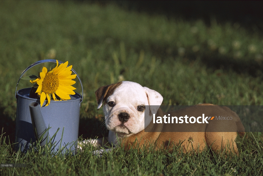 Cachorro de Bulldog Inglés (Canis familiaris) con girasol