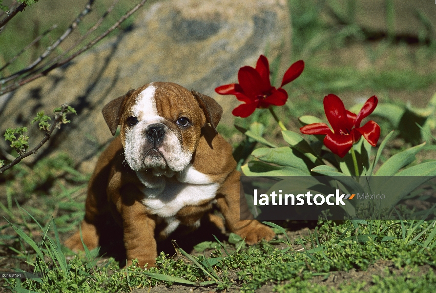 Cachorro de Bulldog Inglés (Canis familiaris)