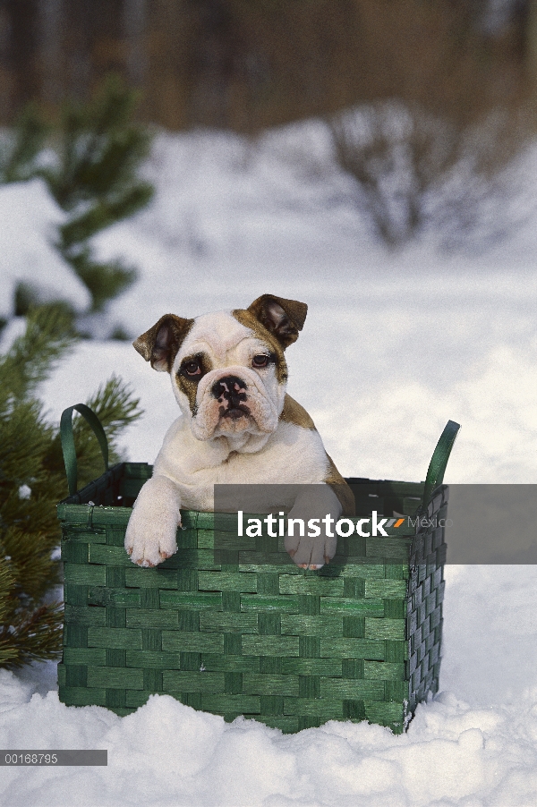 Bulldog Inglés (Canis familiaris) perro joven sentado en la cesta en la nieve