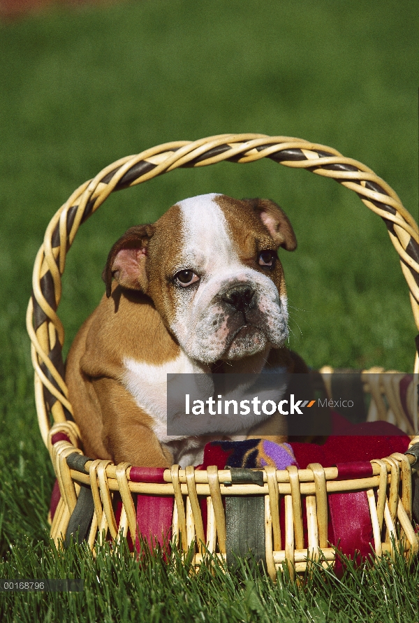 Cachorro de Bulldog Inglés (Canis familiaris) sentado en la cesta