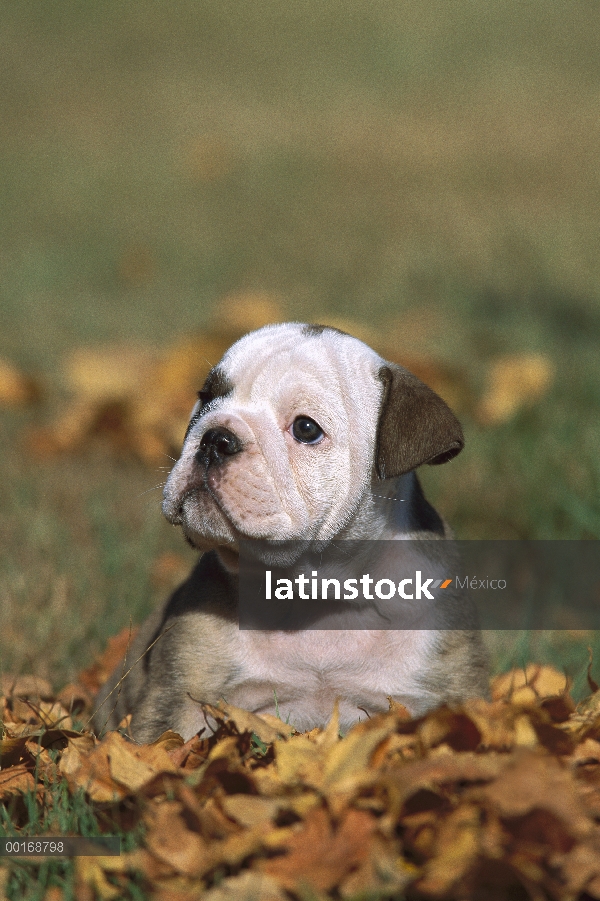 Cachorro de Bulldog Inglés (Canis familiaris) jugando en otoño las hojas