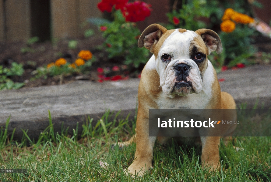 Retrato de cachorro de Bulldog Inglés (Canis familiaris)