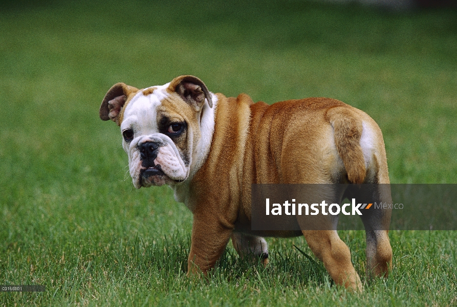 Retrato de cachorro de Bulldog (Canis familiaris) en ingles por detrás