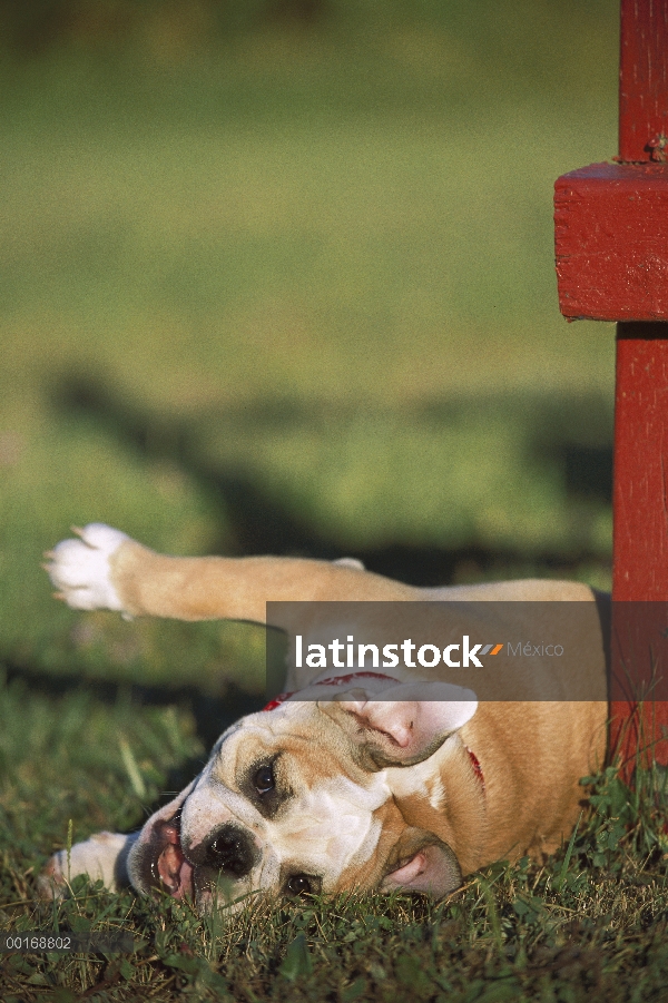 Cachorro de Bulldog Inglés (Canis familiaris) en pasto