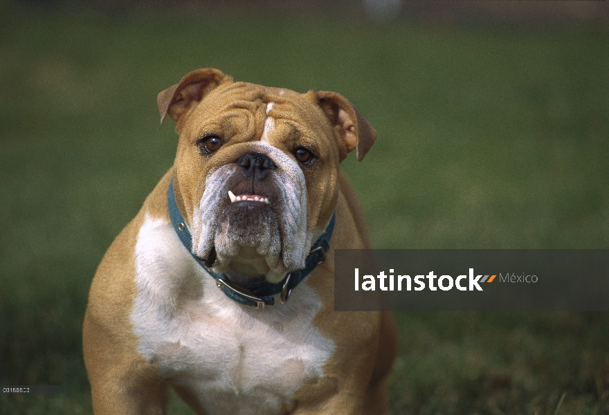 Retrato de adultos Bulldog Inglés (Canis familiaris)