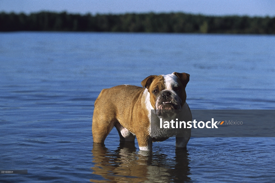 Permanente adultos Bulldog Inglés (Canis familiaris) en el lago