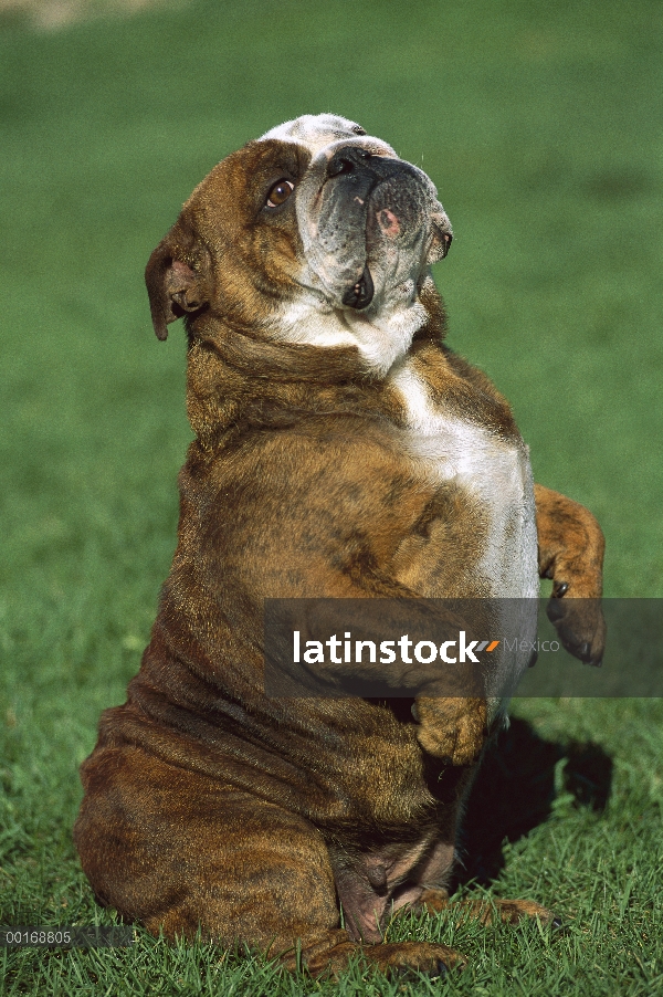 Bulldog Inglés (Canis familiaris) adulto haciendo un truco