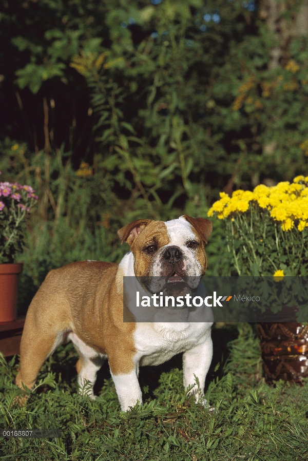 Retrato de adultos Bulldog Inglés (Canis familiaris)