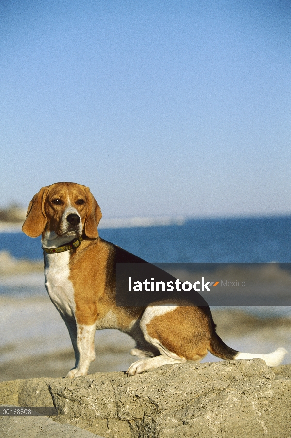 Retrato de Beagle (Canis familiaris) de la sesión de adultos