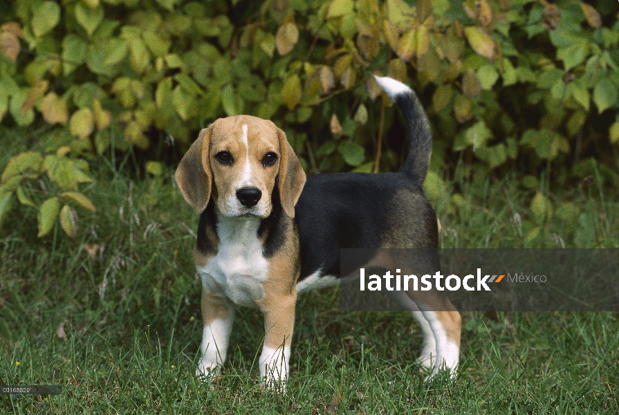 Pie de cachorro Beagle (Canis familiaris) en pasto