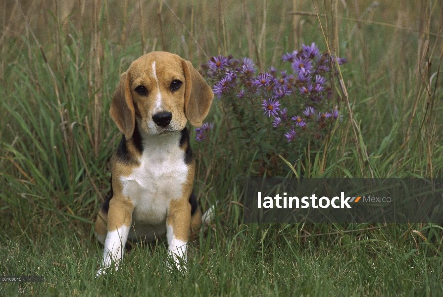 Cachorro Beagle (Canis familiaris)