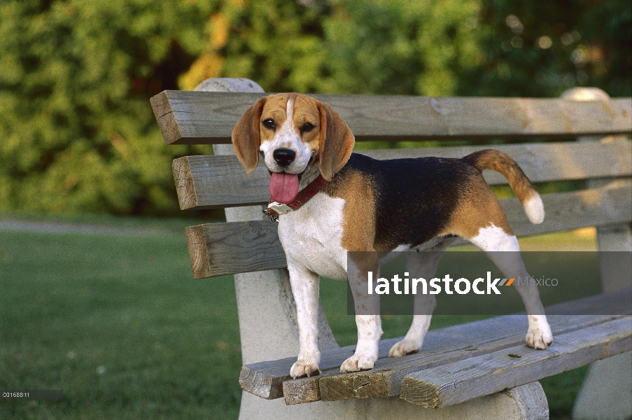 Beagle (Canis familiaris) en Banco del parque