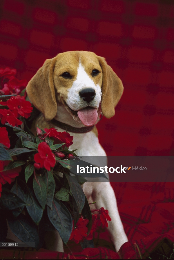 Retrato de Beagle (Canis familiaris)