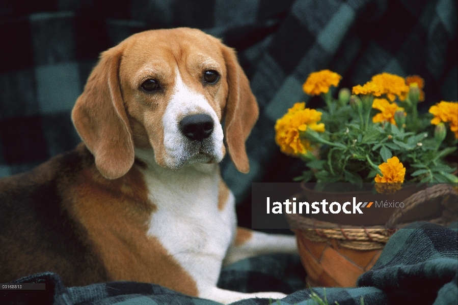 Beagle (Canis familiaris) con las caléndulas en maceta