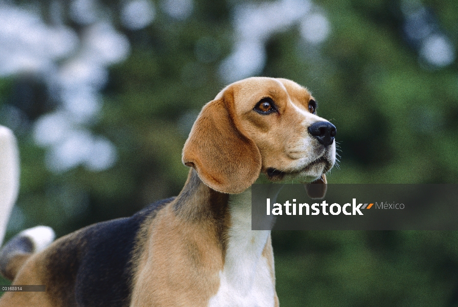 Retrato adulto Beagle (Canis familiaris)