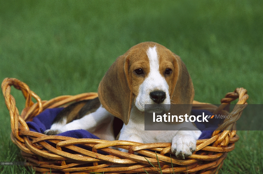 Cachorro Beagle (Canis familiaris) en una cesta