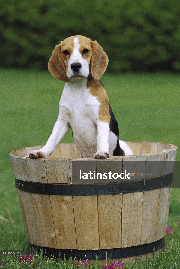 Pie de perro joven Beagle (Canis familiaris) en una jardinera de madera