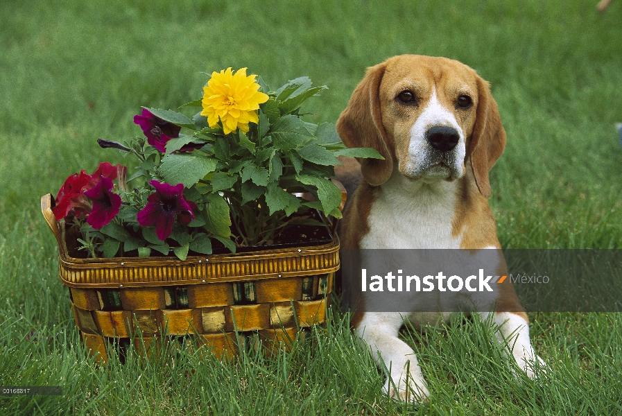 Retrato de Beagle (Canis familiaris) con cesta de flores