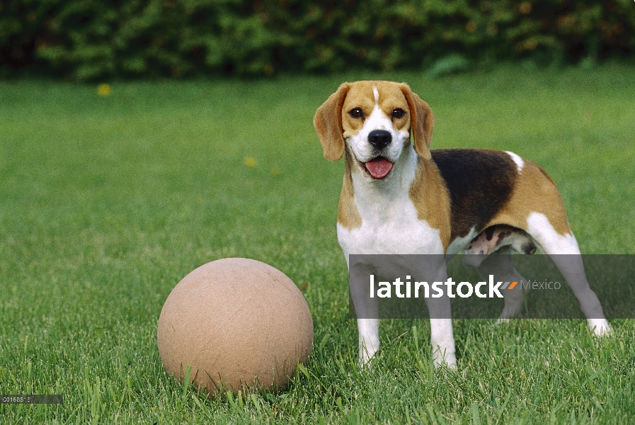 Beagle (Canis familiaris) hombre con pelota