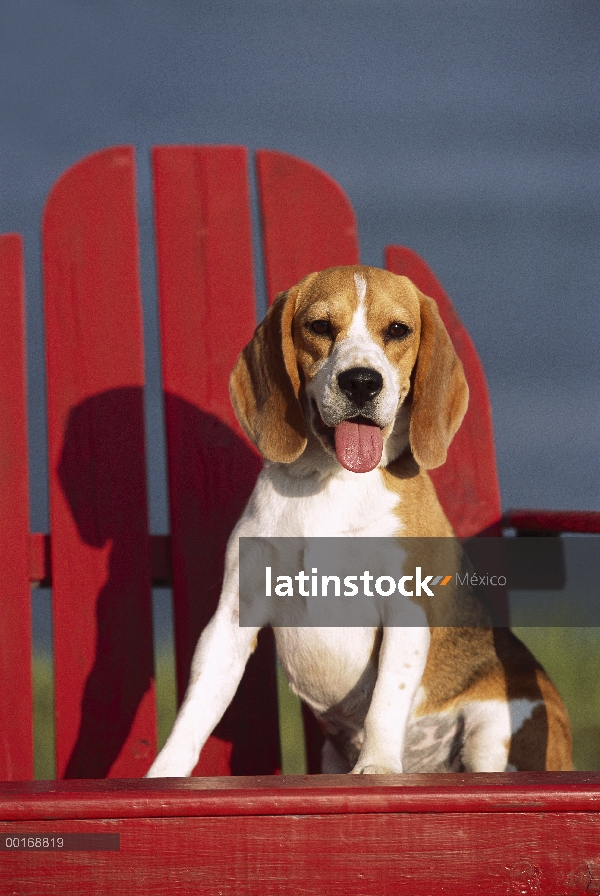 Beagle (Canis familiaris) sentado en la silla de Adirondack