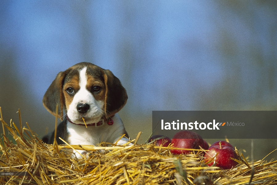 Retrato de Beagle (Canis familiaris) de cachorro en paja con manzanas