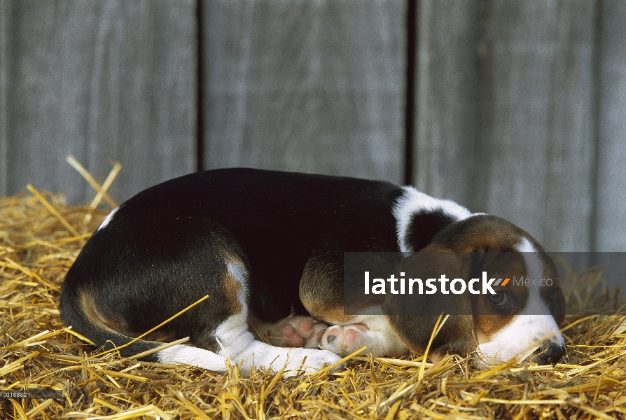 Cachorro Beagle (Canis familiaris) descansando sobre un lecho de paja