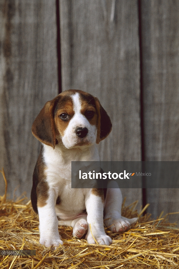 Cachorro Beagle (Canis familiaris) sentado en una cama de paja