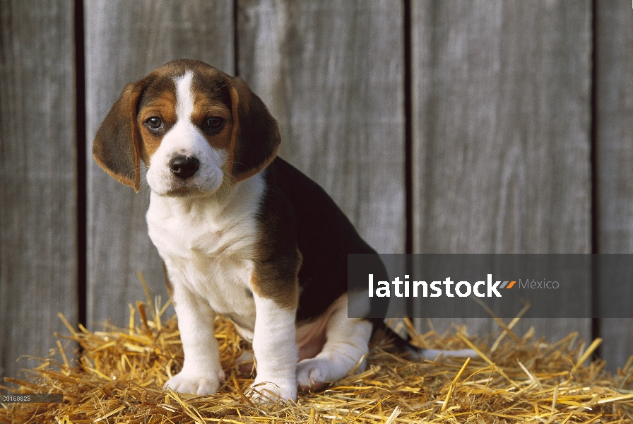 Cachorro Beagle (Canis familiaris) sentado en una cama de paja