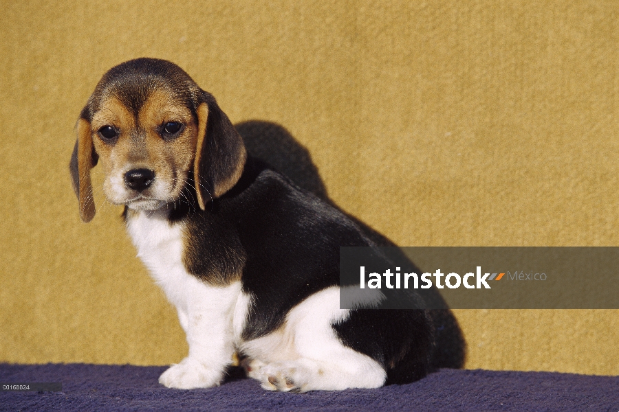 Cachorro Beagle (Canis familiaris)