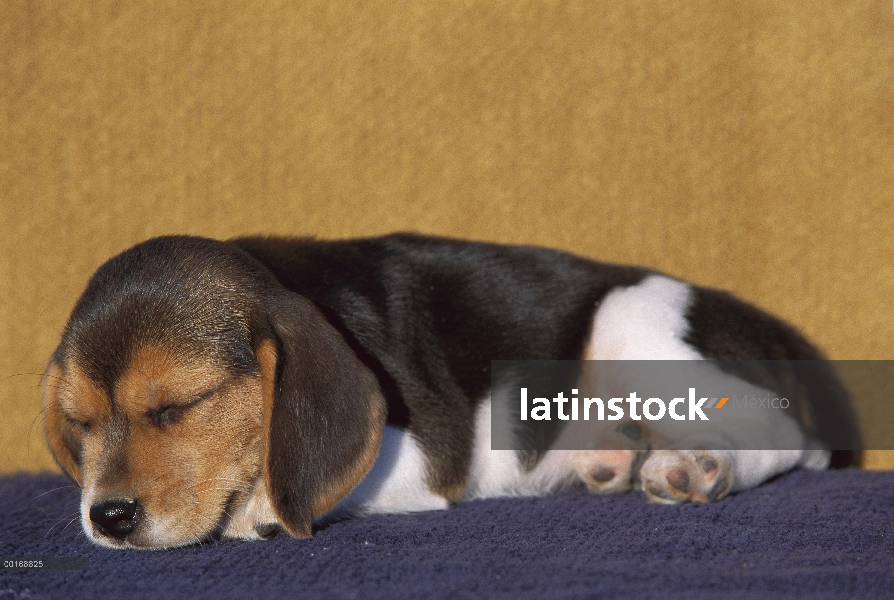 Cachorro Beagle (Canis familiaris) dormir