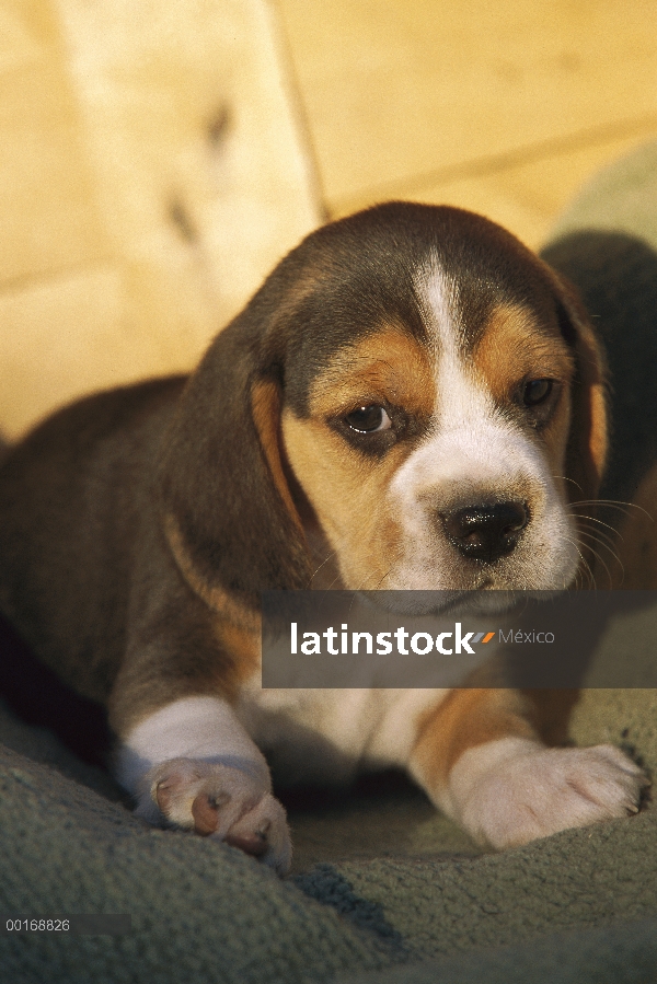 Retrato de Beagle (Canis familiaris) de un cachorro