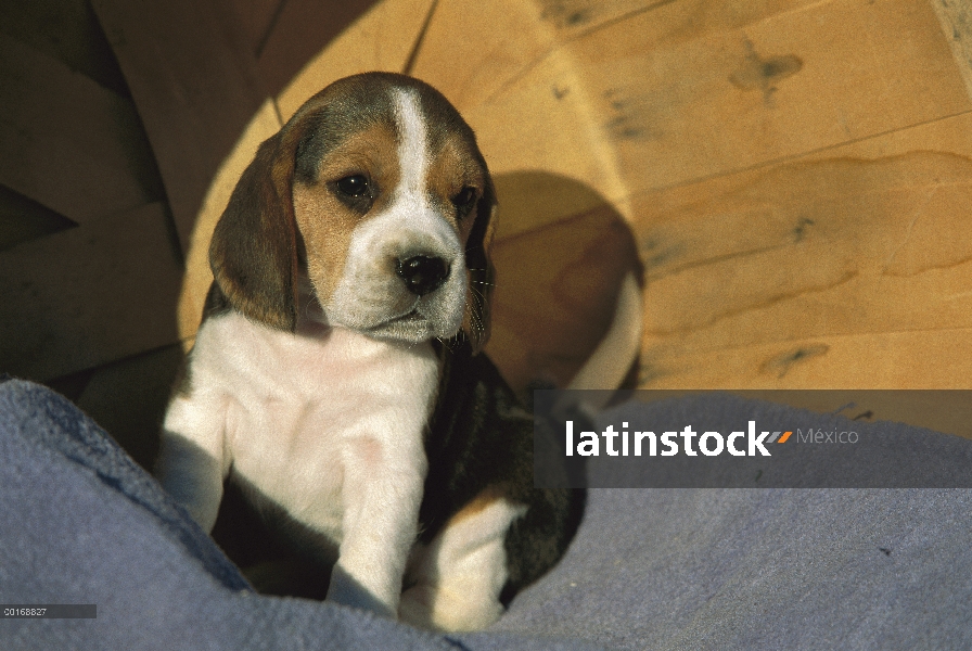 Retrato de Beagle (Canis familiaris) de un cachorro