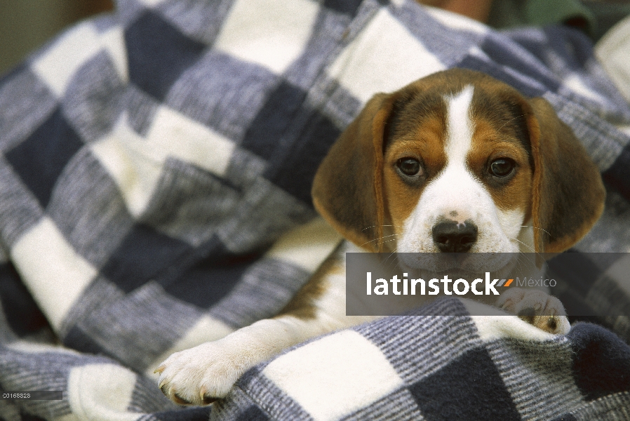 Retrato de Beagle (Canis familiaris) de un cachorro