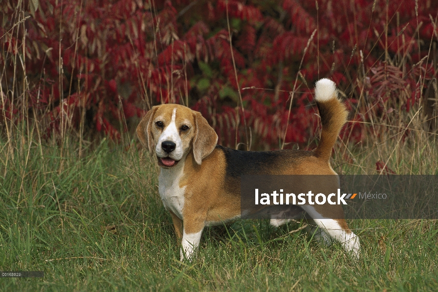 Retrato de macho Beagle (Canis familiaris)