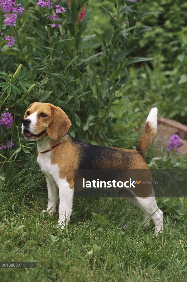 Retrato de Beagle (Canis familiaris)