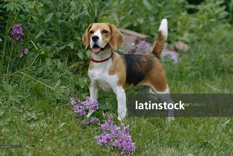 Retrato de Beagle (Canis familiaris) de hembra adulta