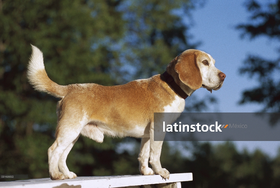 Retrato de macho Beagle (Canis familiaris)