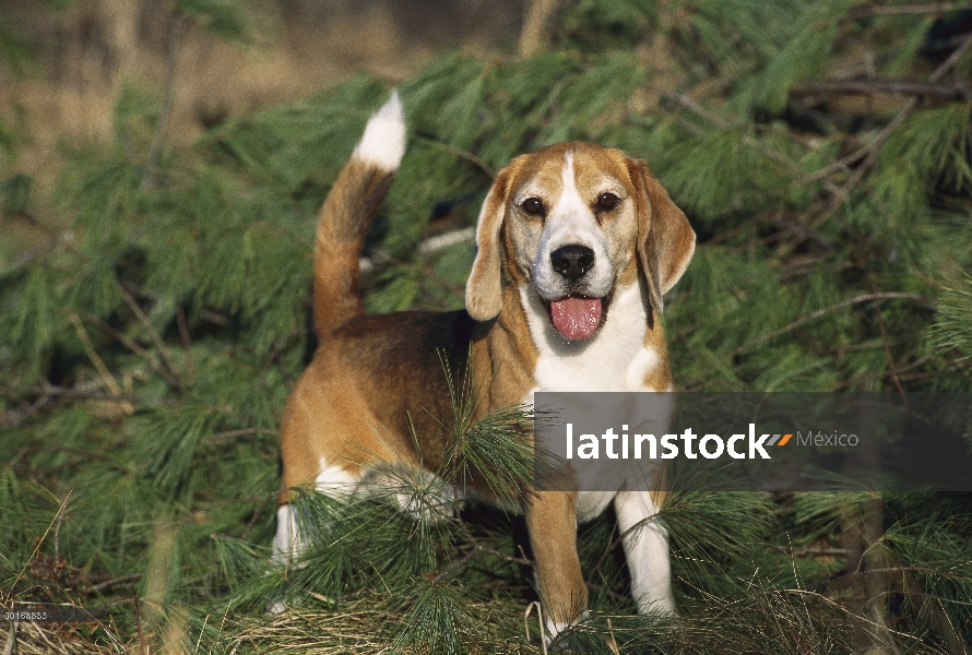 Beagle (Canis familiaris) jadeando