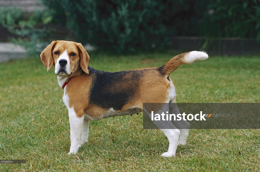 Retrato femenino Beagle (Canis familiaris)