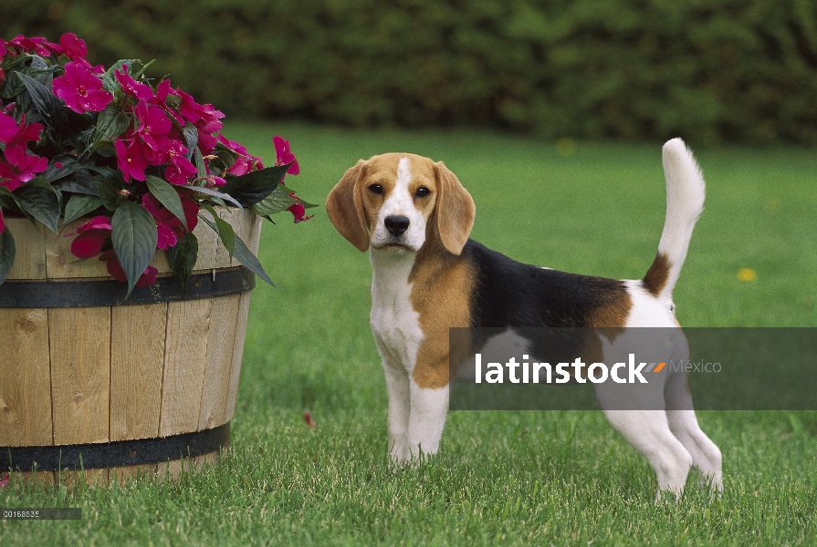 Retrato de Beagle (Canis familiaris)