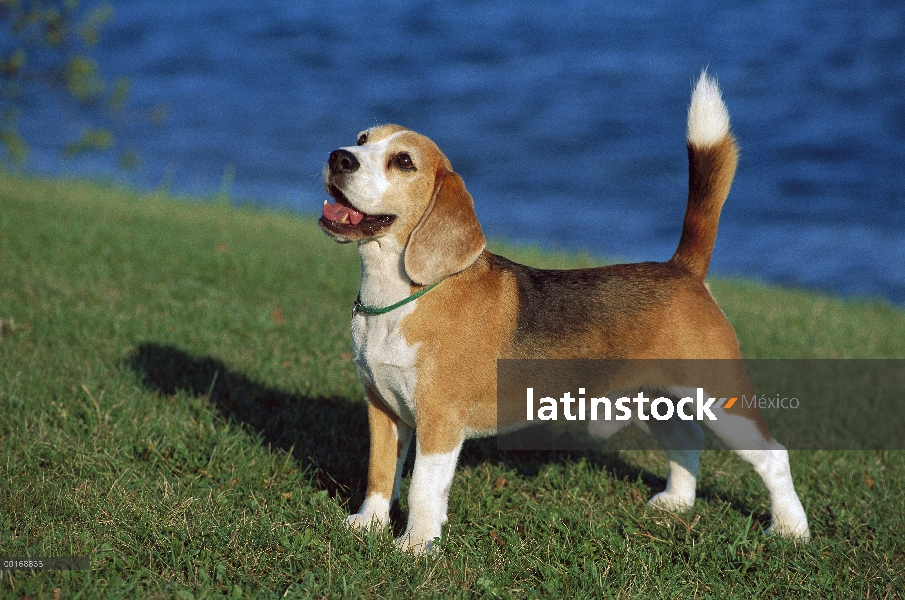 Retrato de macho Beagle (Canis familiaris)