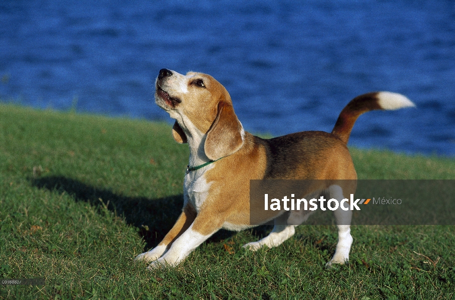 Beagle (Canis familiaris) ladrar