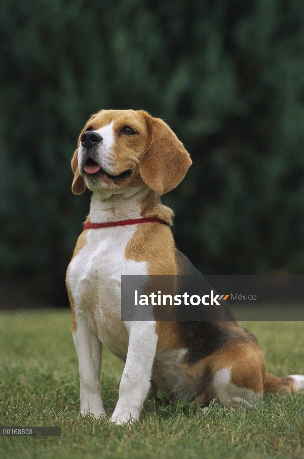 Adulto Beagle (Canis familiaris) en atención