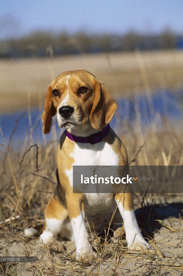 Adulto Beagle (Canis familiaris) en atención