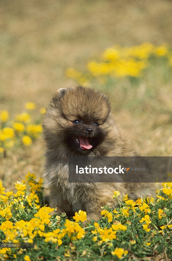 Pomerania (Canis familiaris) retrato de un perrito sentado entre las flores