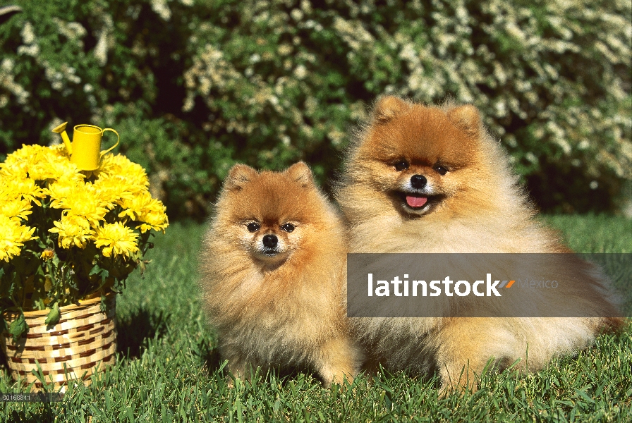 Pomerania (Canis familiaris) dos sentados juntos en el césped