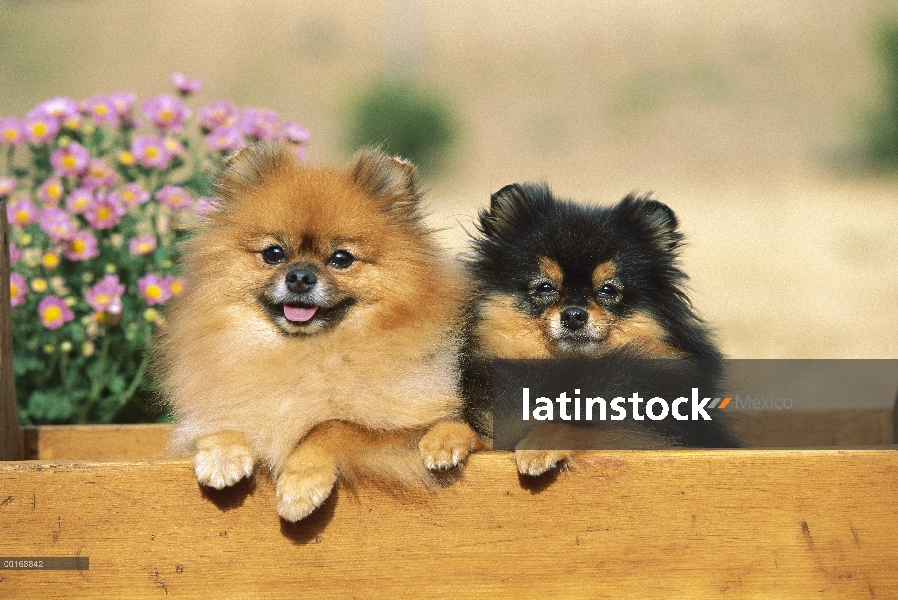 Pomerania (Canis familiaris) par en jardinera