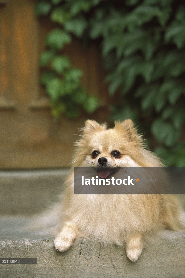 Pomerania (Canis familiaris) adultos retrato